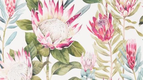 King Protea 216646